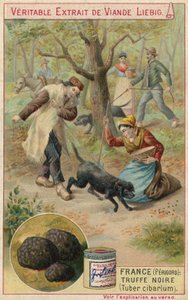 Frankreich (Perigord): Schwarzer Trüffel (Tuber cibarium) von European School