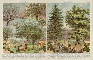 Obstbäume und Bäume des Waldes