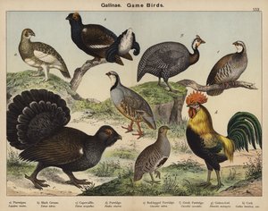Hühnervögel, Wildvögel von European School