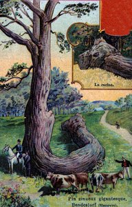Riesige geschwungene Kiefer und ihre Wurzel bei Bendestorf, in der Nähe von Hannover, Deutschland von European School