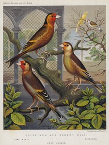 Stieglitz und Kanarienvogel-Mischling, Dunkel Mealy, Zimt, Dunkel Jonque von European School