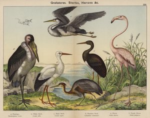 Grallatores, Störche, Reiher von European School