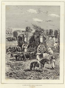 Ernte in Kuba