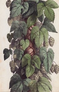 Hopfenranke