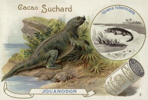 Iguanodon und Iguana Tuberinlata von European School