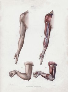 Illustration für Die Anatomie der äußeren Formen des Menschen: Männlicher Arm und Hände