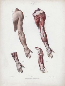 Illustration für Die Anatomie der äußeren Formen des Menschen: Männlicher Arm und Hände