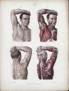 Illustration für Die Anatomie der äußeren Formen des Menschen: Männlicher Arm, Kopf und Torso von European School