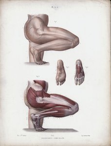 Illustration für Die Anatomie der äußeren Formen des Menschen: Männliches Bein und Fuß