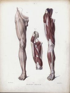 Illustration für Die Anatomie der äußeren Formen des Menschen: Männliches Bein, Vorderansicht