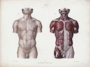 Illustration für Die Anatomie der äußeren Formen des Menschen: Männlicher Torso, Vorderansicht von European School