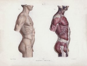 Illustration für Die Anatomie der äußeren Formen des Menschen: Männlicher Torso, Seitenansicht von European School