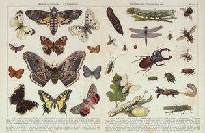 Insekten und andere Wirbellose von European School