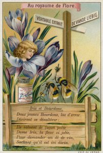 Iris und Hummeln von European School