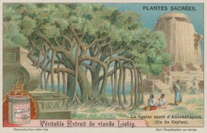 Jaya Sri Maha Bodhi, ein heiliger Feigenbaum des Buddhismus in Sri Lanka von European School