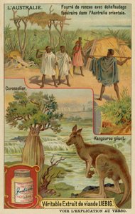 Känguru, Zuckerapfelbaum und ein Leichenwagen mit Abdeckung