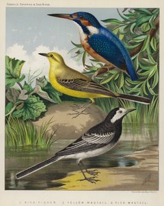 Eisvogel, Schafstelze, Bachstelze (Farblithografie) von European School