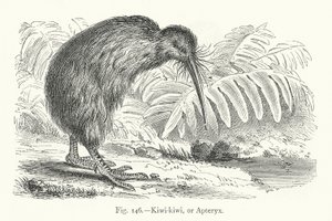 Kiwi-kiwi oder Apteryx