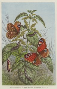 Metamorphosen des Tagpfauenauges, Vanessa Io von European School