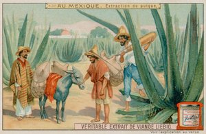 Mexikaner gewinnen Pulque aus einem Kaktus