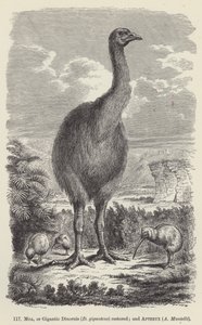 Moa oder gigantischer Dinornis (D giganteus) restauriert; und Apteryx, A Mantelli von European School
