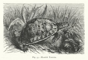 Maurische Schildkröte (Gravur) von European School
