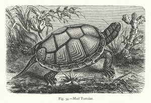 Schlammschildkröte von European School
