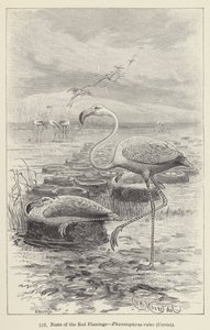 Nester des Roten Flamingos, Phoenicopterus ruber, Cuvier von European School