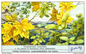 Spitzahorn (Acer platanoides) (Chromolithografie) von European School