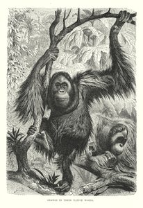 Orangs in ihrem natürlichen Wald (Gravur)