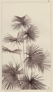 Palme von European School