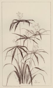 Palm Cyperus Luscus von European School