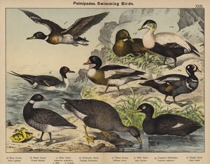 Palmipedes, Schwimmvögel