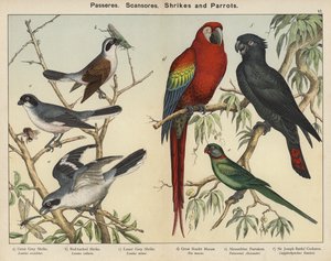 Sperlingsvögel, Klettervögel, Würger und Papageien von European School