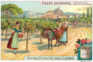 Rosenpflücken in der Provence