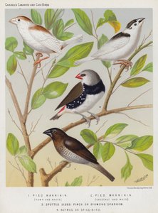Pied Mannikin, Rehbraun und Weiß, Kastanienbraun und Weiß, Gesprenkelter Seitenfink oder Diamantsperling, Muskat- oder Gewürzvogel von European School