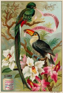 Quetzal, Tukan und Orchideen von European School