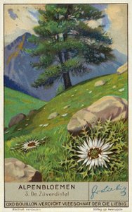 Silberdistel (Chromolithografie)