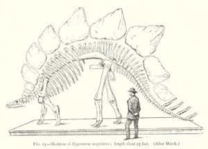 Skelett von Stegosaurus ungulatus von European School