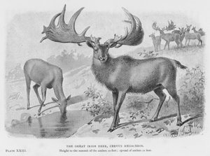 Der Große Irische Hirsch, Cervus Megaceros von European School