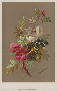 "Keine Rose ohne Dornen" von European School