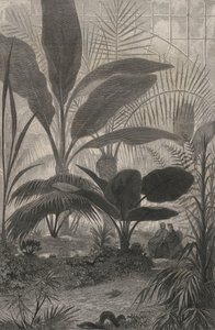 Ein Wintergarten (Stich) von European School