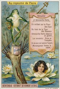 Seerose und Frosch von European School
