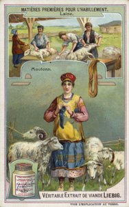 Wolle: Schaf