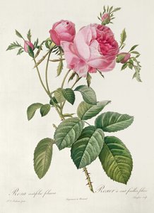 Thory, die Rosen, Rosa Centifolia Foliaca