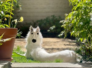Rückwärts Hund Brooklyn von Evan Sklar
