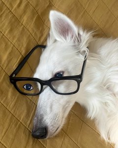 Hund im Bett mit Brille