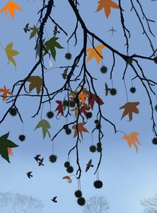 Gummibaum, Vögel und Mond, Brooklyn