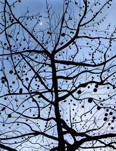London-Platane und Mond, Brooklyn von Evan Sklar
