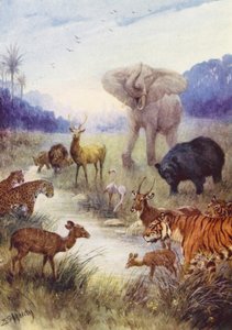 Die Tiere des Feldes